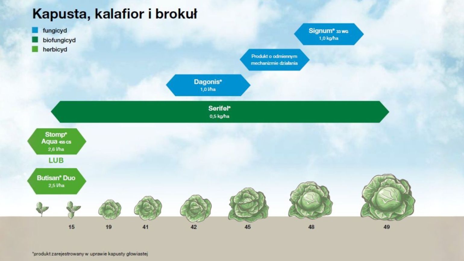 kapusta-kalafior-salata-bbch