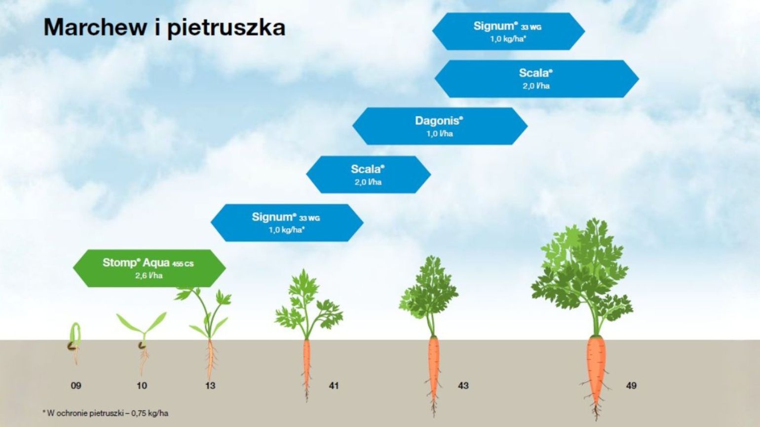 marchew-pietruszka-bbch_2000w