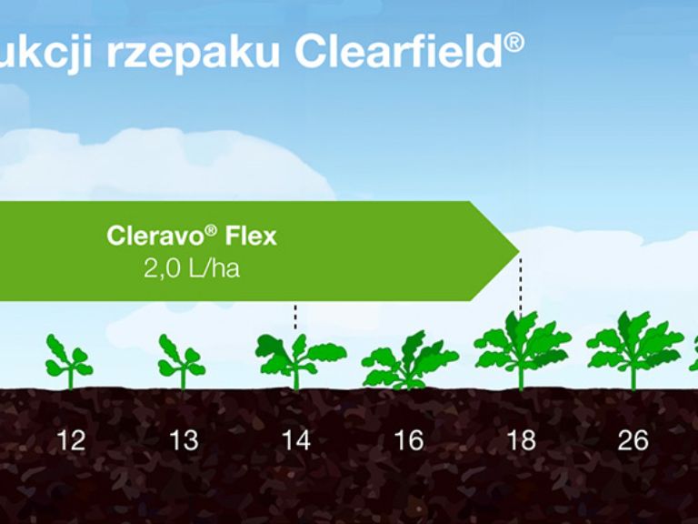 rzepak ozimy uprawa