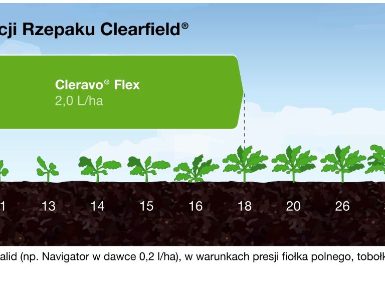 ochrona rzepaku clearfield